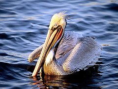 Easy Waters, Pelican